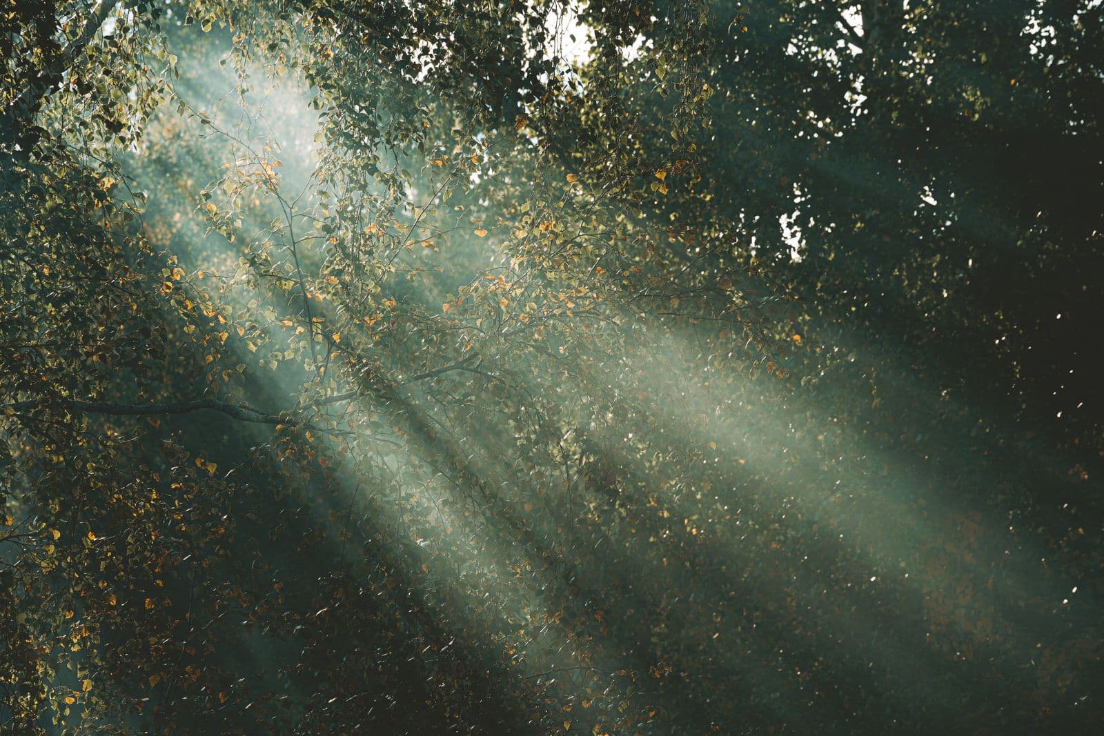 Soft sunbeams streaming down through a green forest canopy