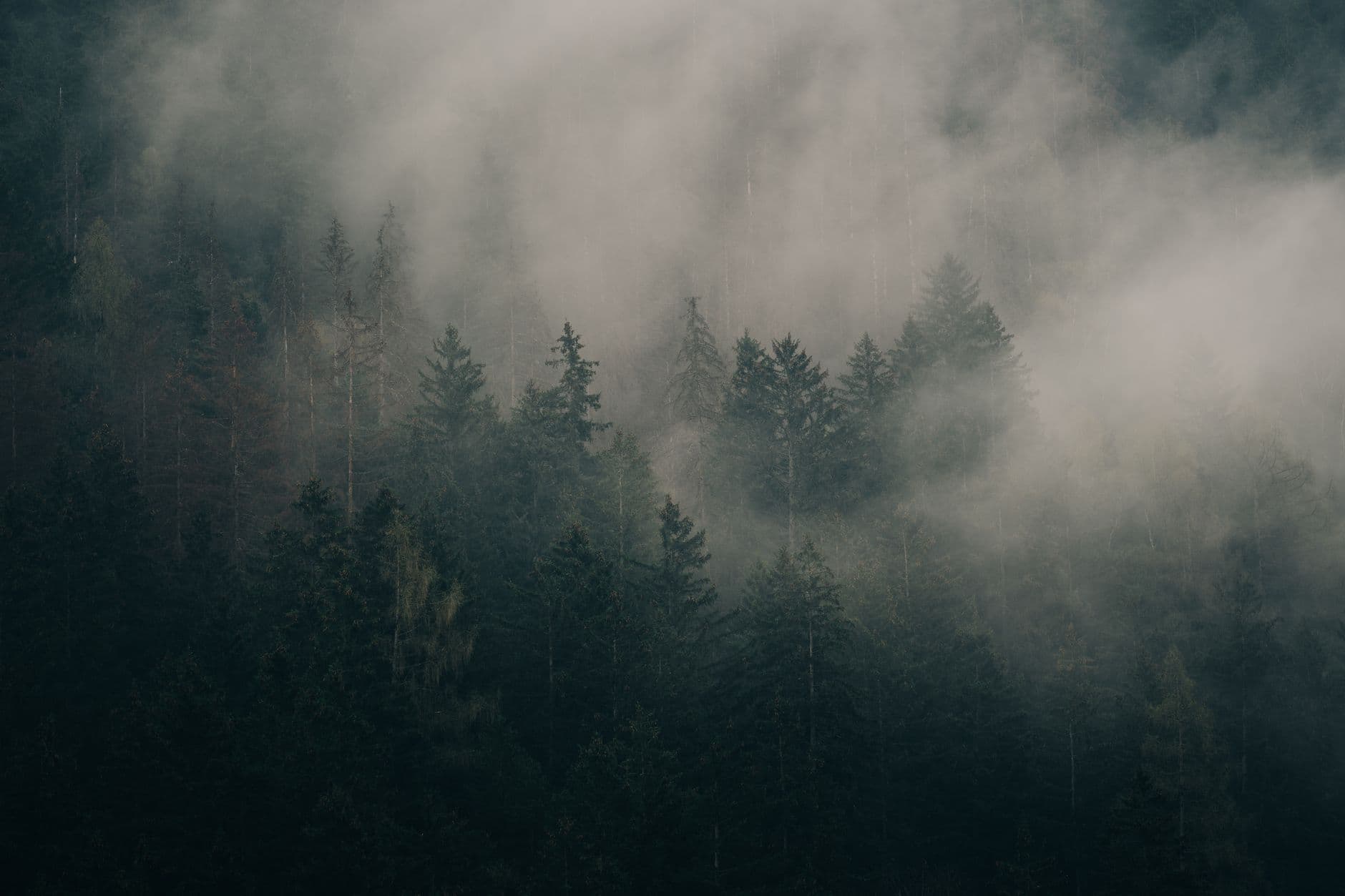 A green forest wrapped in soft mist, seen from above