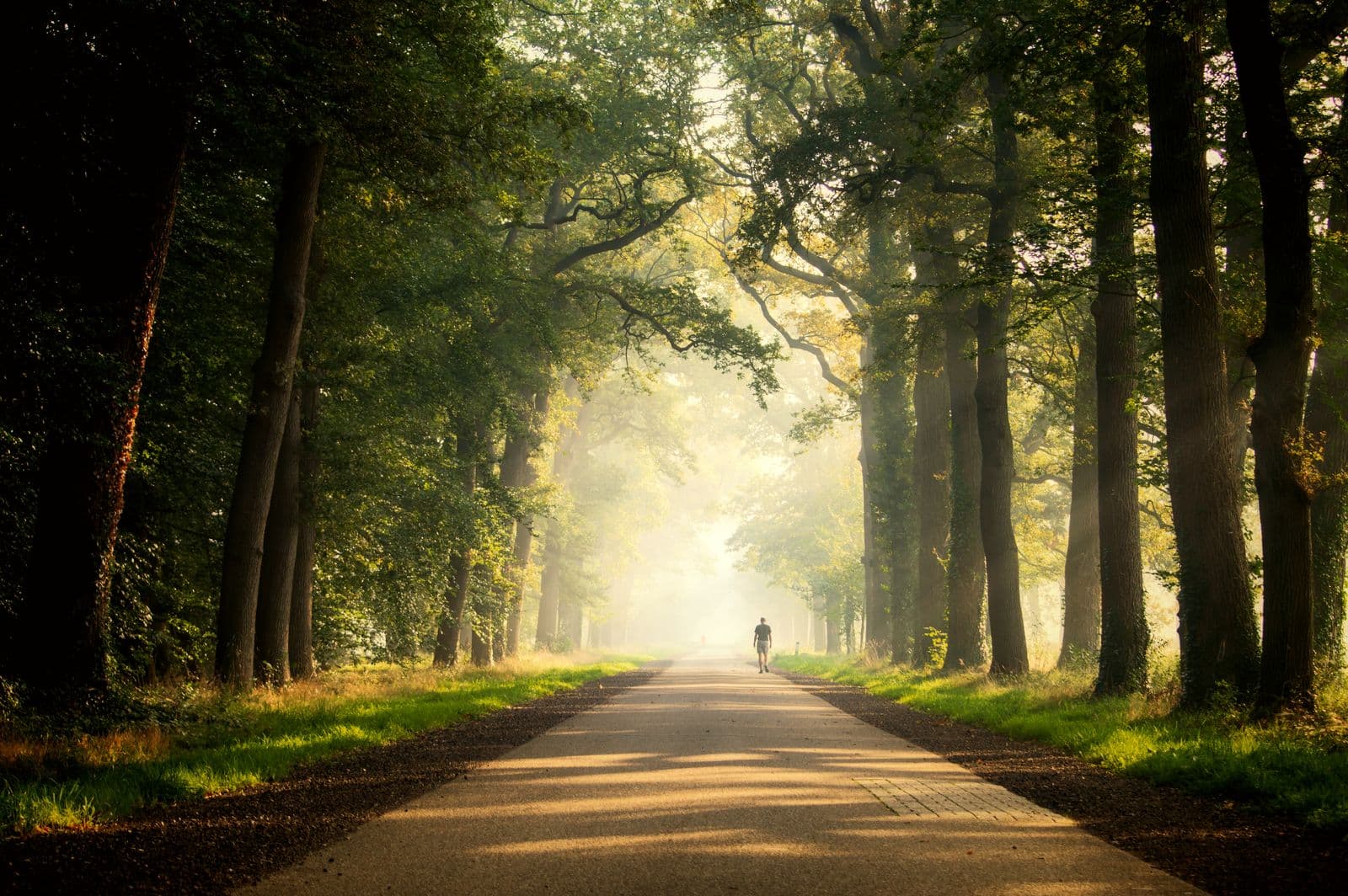 A lone figure walking a sunlit, tree-lined path toward soft morning light